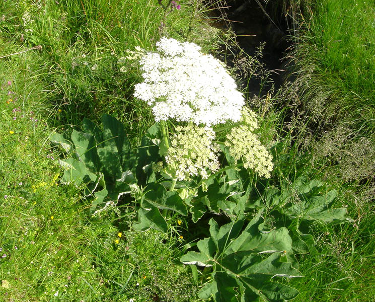 Heracleum pyrenaicum en fleurs dans une prairie humide des Pyrénées